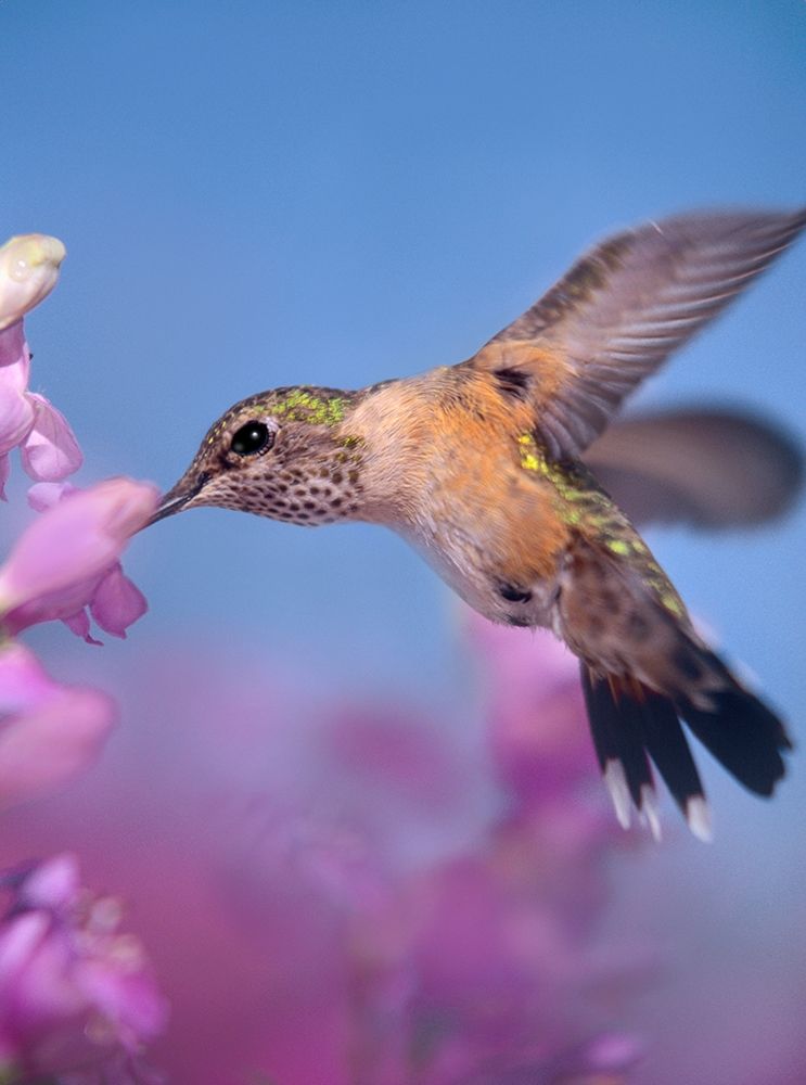Broad Tailed Hummingbirds Female art print by Tim Fitzharris for $57.95 CAD