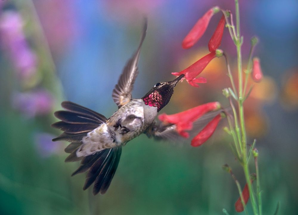 Broad Tailed Hummingbird at Scarlet Bugler art print by Tim Fitzharris for $57.95 CAD