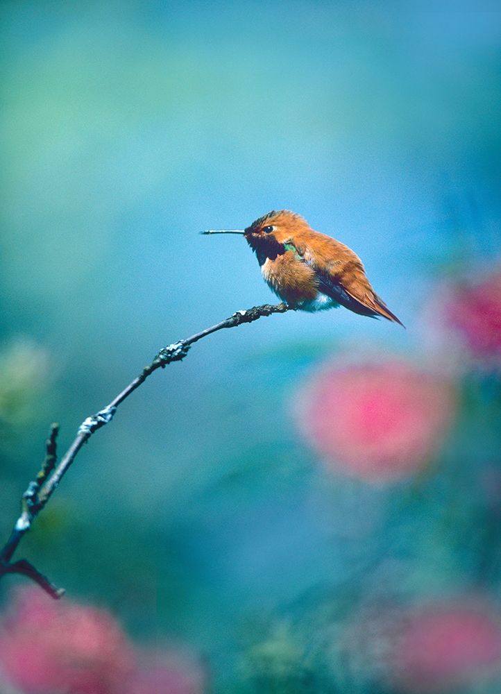 Rufous Hummingbird Sitting on Branch art print by Tim Fitzharris for $57.95 CAD