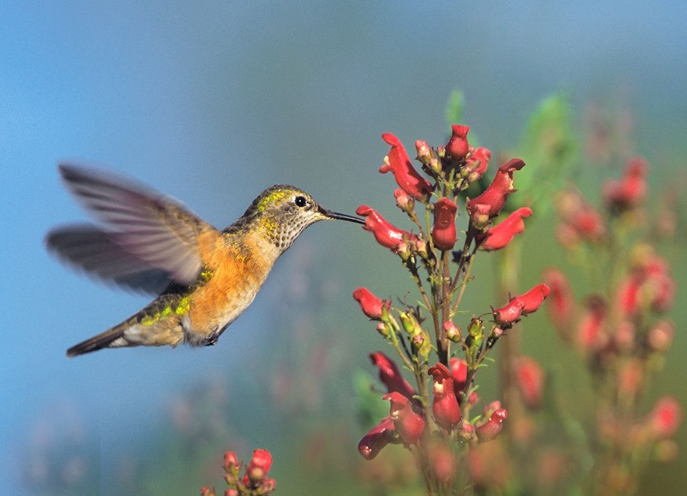 Rufous Hummingbird art print by Tim Fitzharris for $57.95 CAD