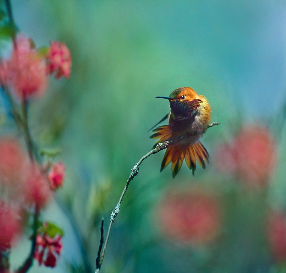 Rufous Hummingbird Sitting on Branch art print by Tim Fitzharris for $57.95 CAD