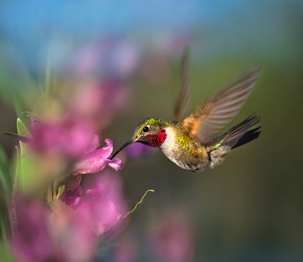 Broad Tailed Hummingbird at Penstemon art print by Tim Fitzharris for $57.95 CAD