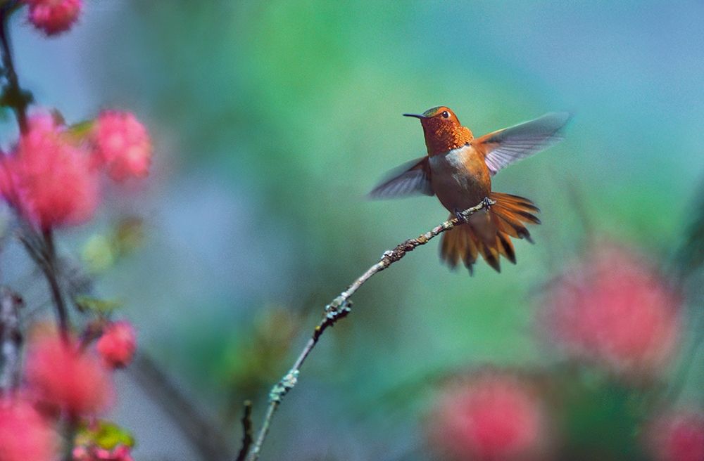Rufous Hummingbird Among Red Flowered Currants art print by Tim Fitzharris for $57.95 CAD