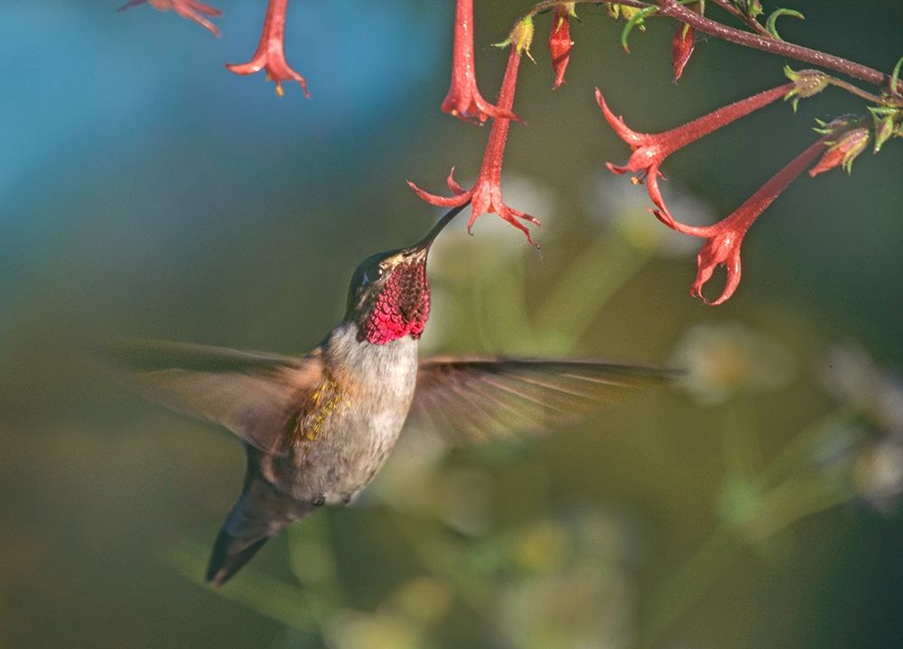 Broad Tailed Hummingbird at Scarlet Trumpets art print by Tim Fitzharris for $57.95 CAD
