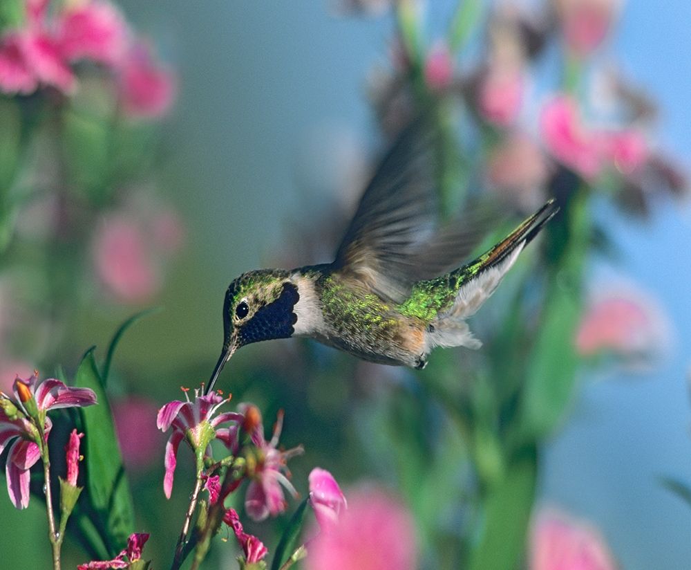 Black Chinned Hummingbird art print by Tim Fitzharris for $57.95 CAD