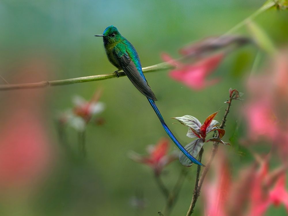 Long Tailed Sylph Hummingbird Ecuador art print by Tim Fitzharris for $57.95 CAD