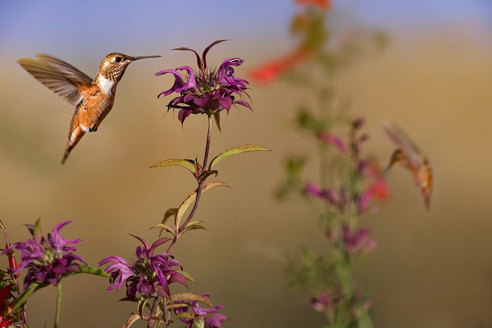 Broad Tailed Hummingbird art print by Tim Fitzharris for $57.95 CAD