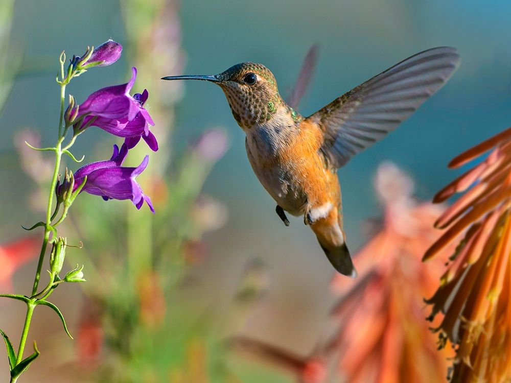 Broad Tailed Hummingbird art print by Tim Fitzharris for $57.95 CAD