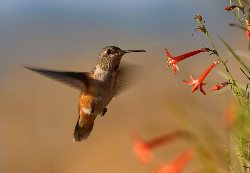 Broad Tailed Hummingbird art print by Tim Fitzharris for $57.95 CAD