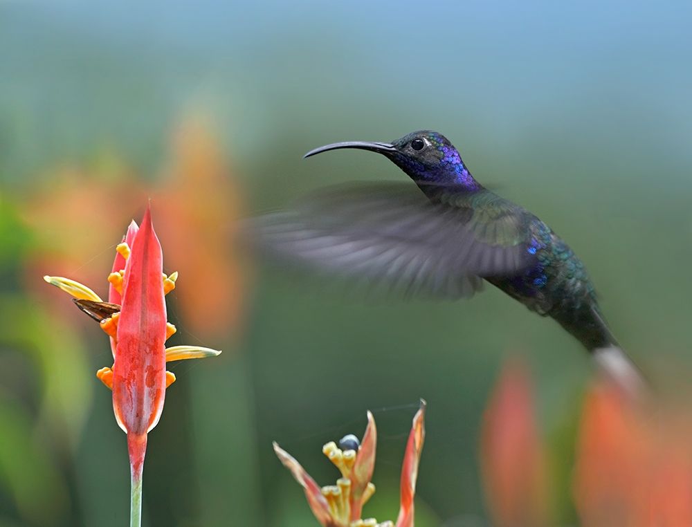 Violet Sabrewing Hummingbird art print by Tim Fitzharris for $57.95 CAD