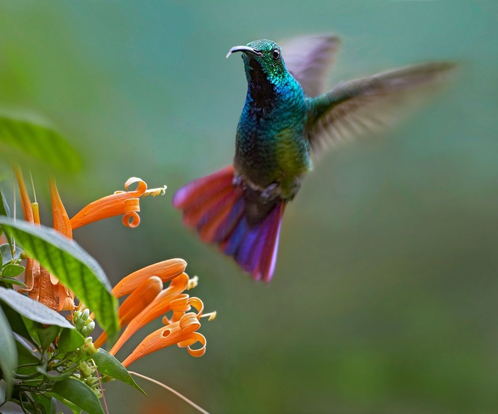 Green Breasted Mango Hummingbird at Flame Vine art print by Tim Fitzharris for $57.95 CAD