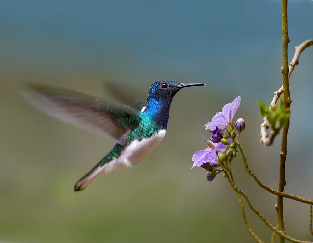 White Necked Jacobin Hummingbird art print by Tim Fitzharris for $57.95 CAD