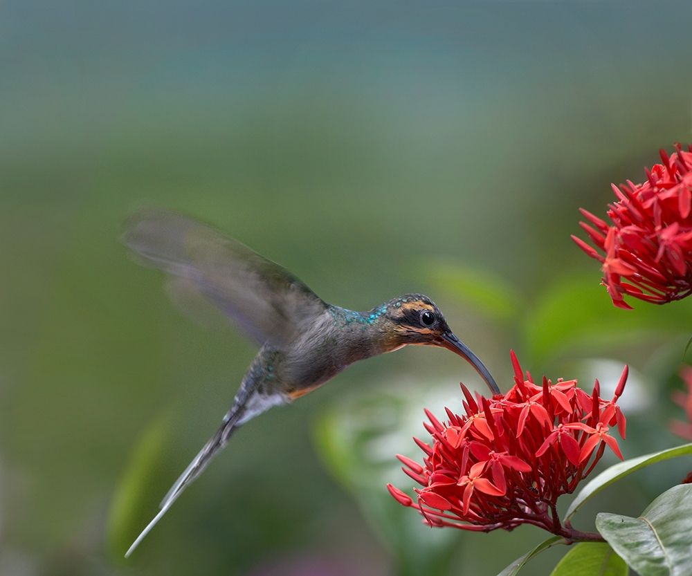 Green Hermit Female art print by Tim Fitzharris for $57.95 CAD