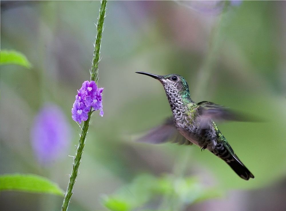 White Necked Jacobin Hummingbird Female at Porterweed art print by Tim Fitzharris for $57.95 CAD