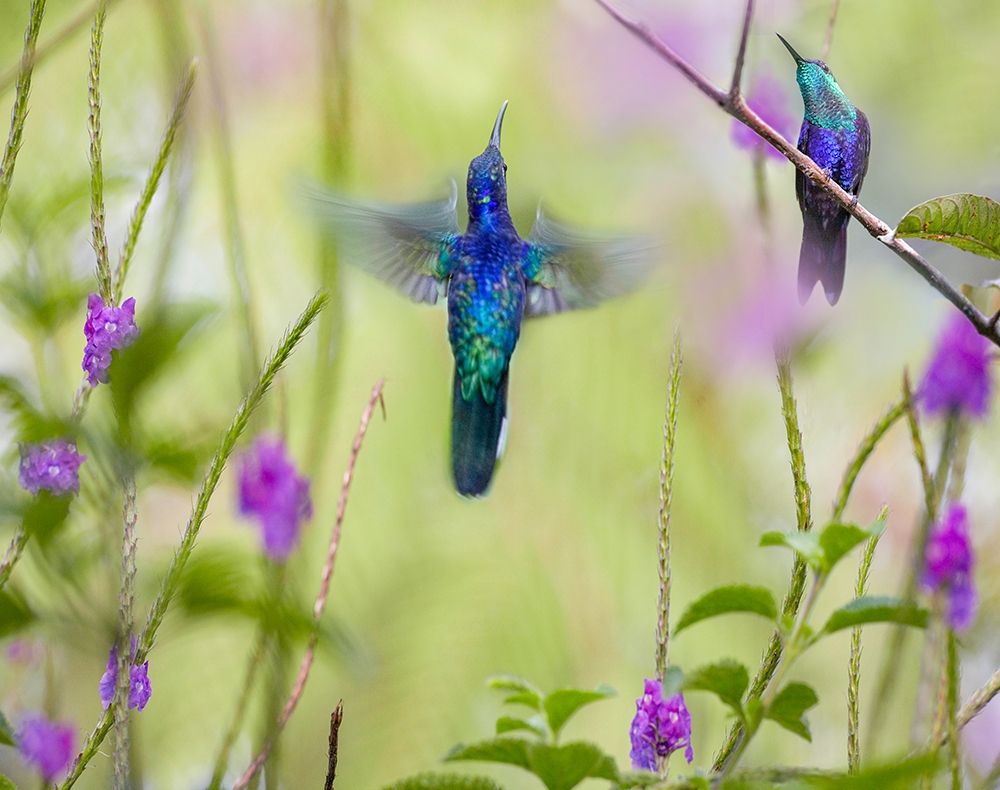 Violet Sabrewing and Crowned Woodnymph Hummingbirds art print by Tim Fitzharris for $57.95 CAD
