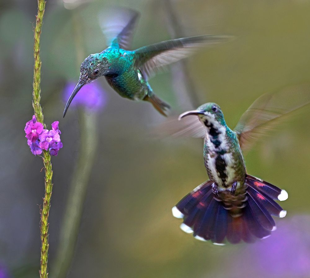 Green Breasted Mango Hummingbird  feeding on porterweed art print by Tim Fitzharris for $57.95 CAD