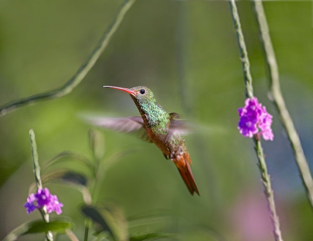 Rufous Tailed Hummingbird art print by Tim Fitzharris for $57.95 CAD