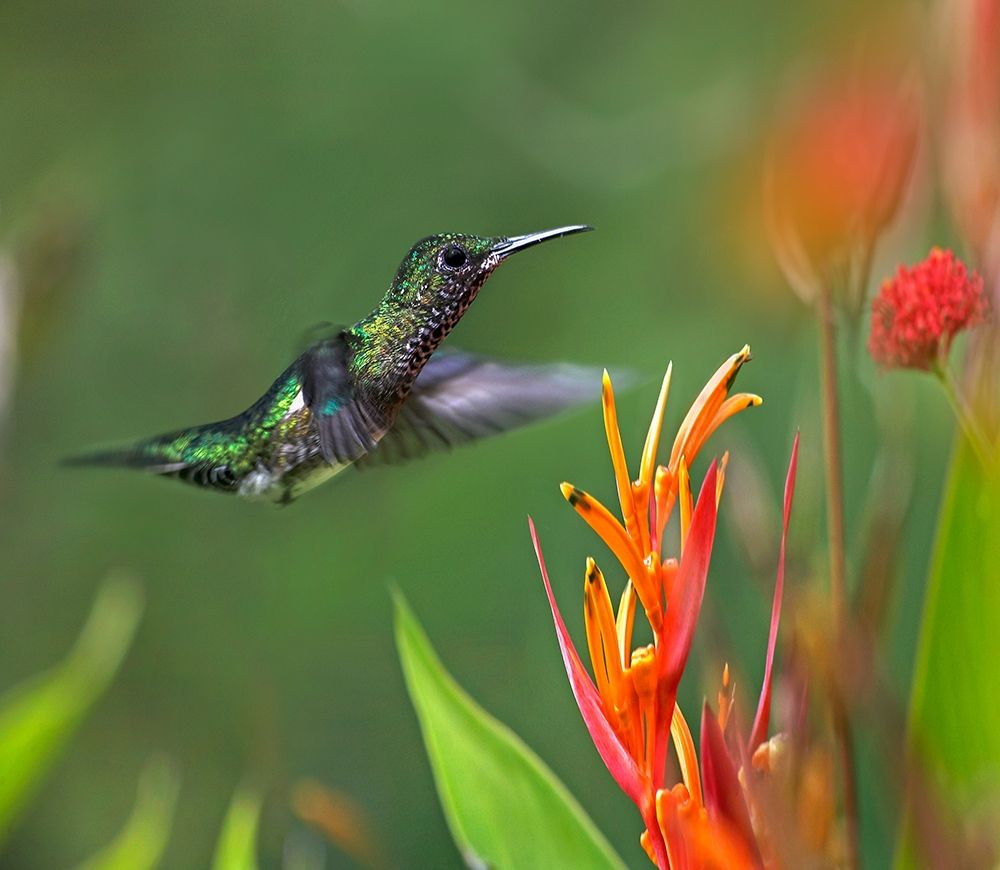 White Necked Jacobin Hummingbird Female art print by Tim Fitzharris for $57.95 CAD