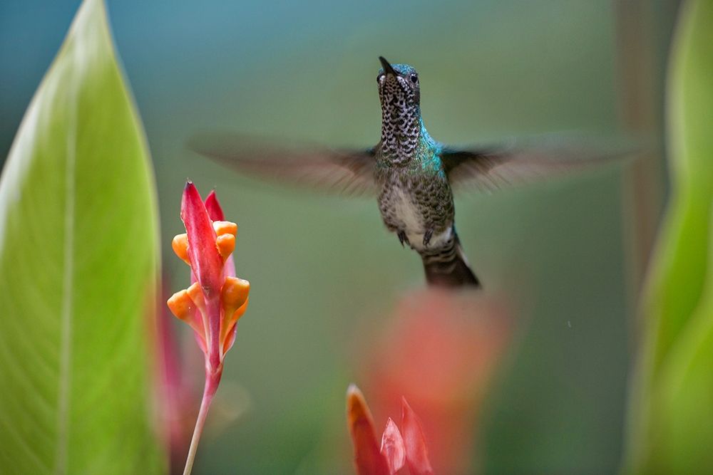 White Necked Jacobin Hummingbird Female art print by Tim Fitzharris for $57.95 CAD