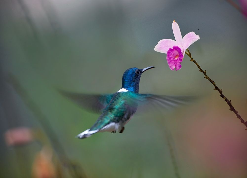 White Necked Hummingbird at Bamboo Orchid art print by Tim Fitzharris for $57.95 CAD