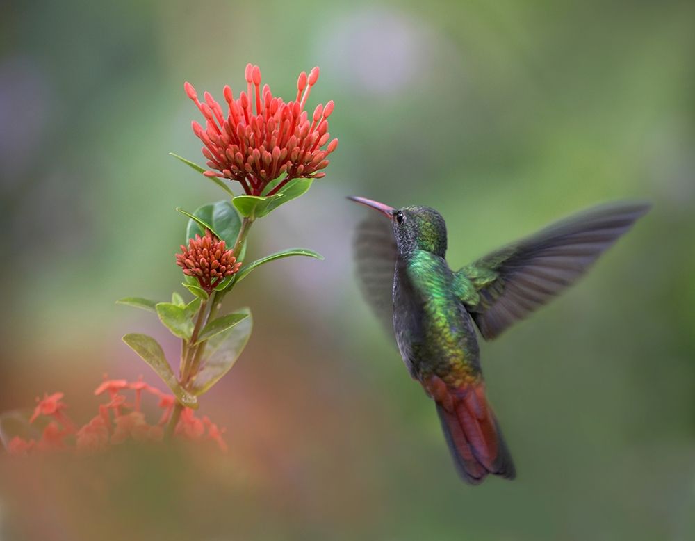 Rufous Tailed Hummingbird art print by Tim Fitzharris for $57.95 CAD
