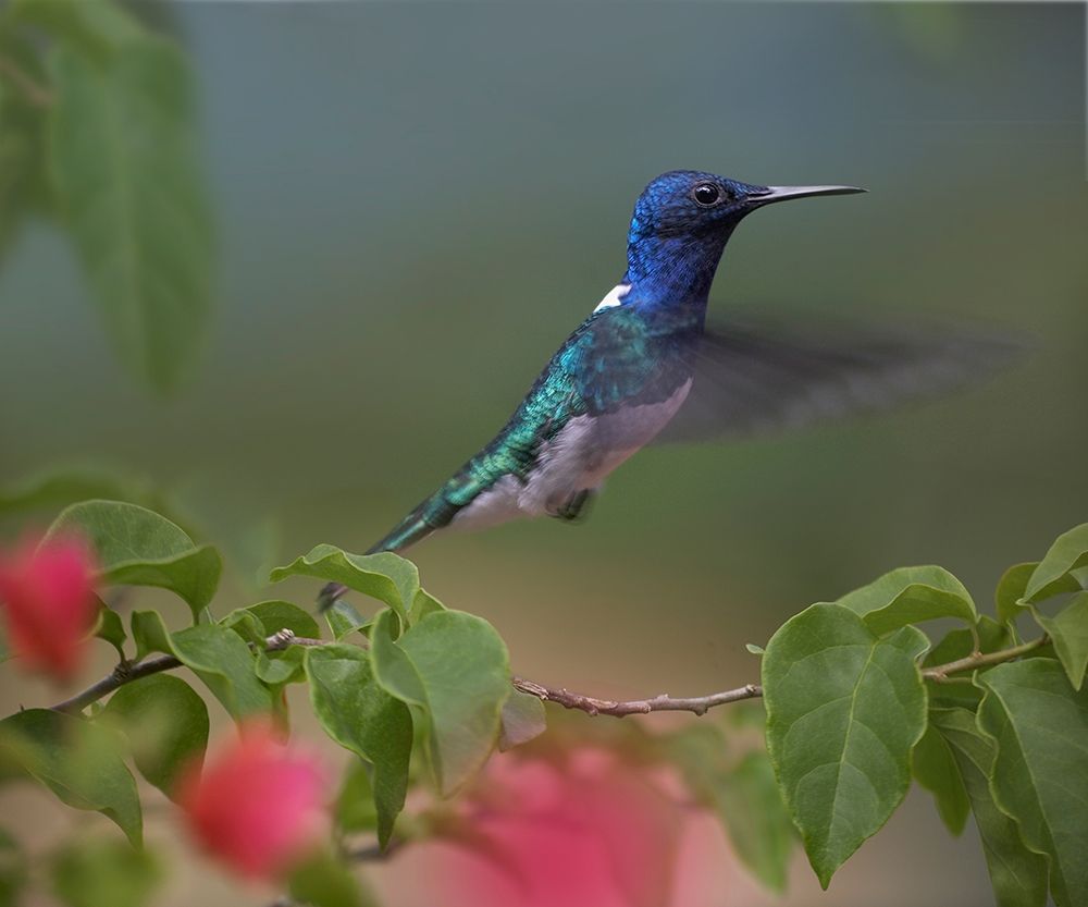 White Necked Jacobin Hummingbird art print by Tim Fitzharris for $57.95 CAD