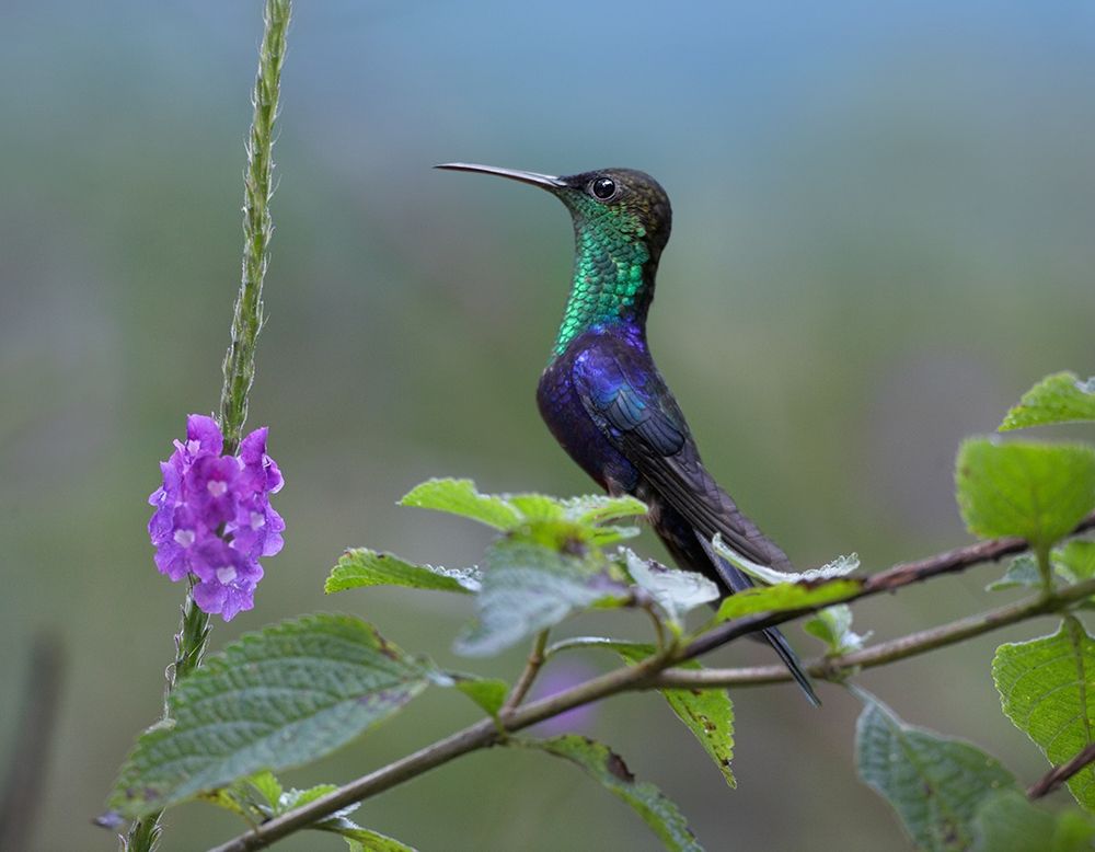 Crowned Woodnymph Hummingbird art print by Tim Fitzharris for $57.95 CAD