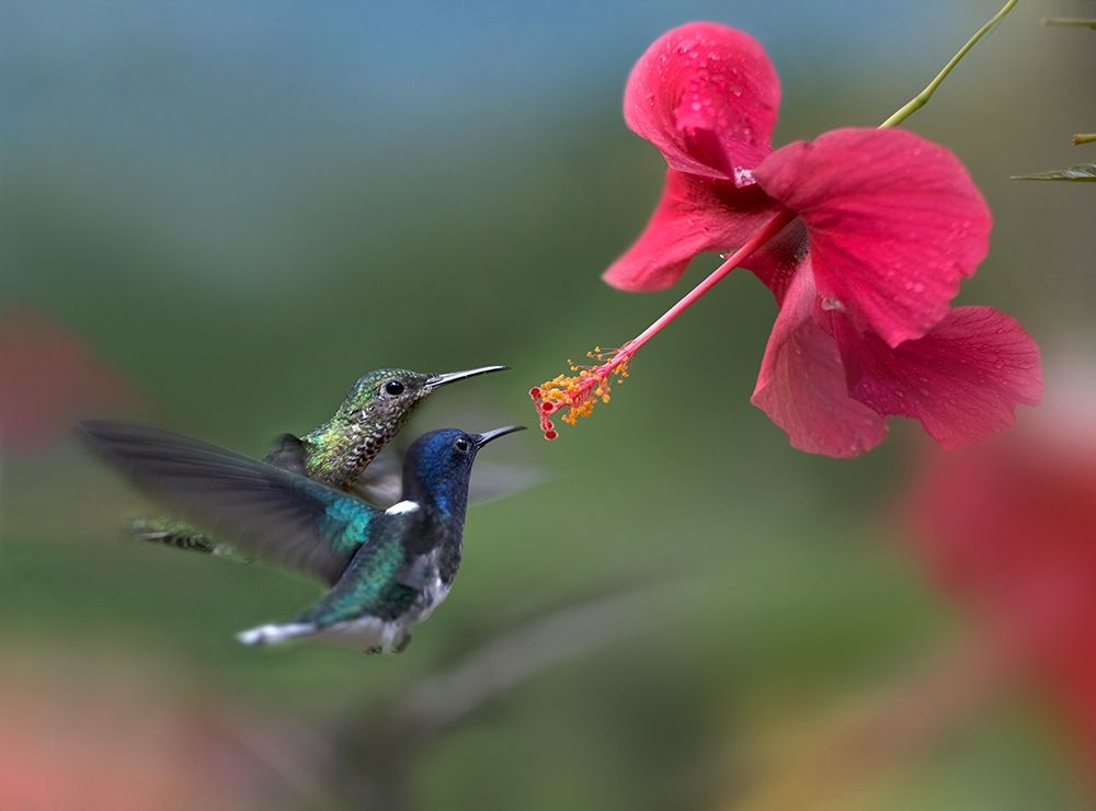 White Necked Jacobin Hummingbirds at Hibiscus art print by Tim Fitzharris for $57.95 CAD