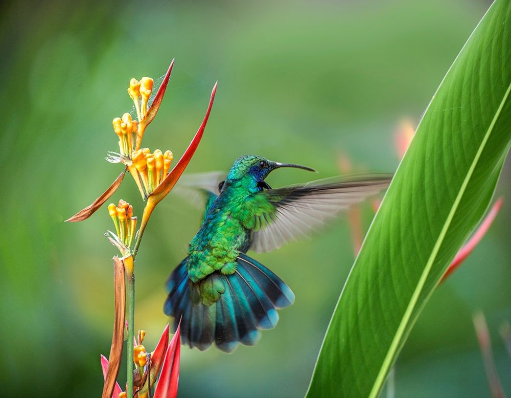Green Violet T-Ear Hummingbird art print by Tim Fitzharris for $57.95 CAD