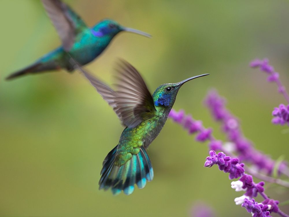 Green Violet T-Ear Hummingbird art print by Tim Fitzharris for $57.95 CAD