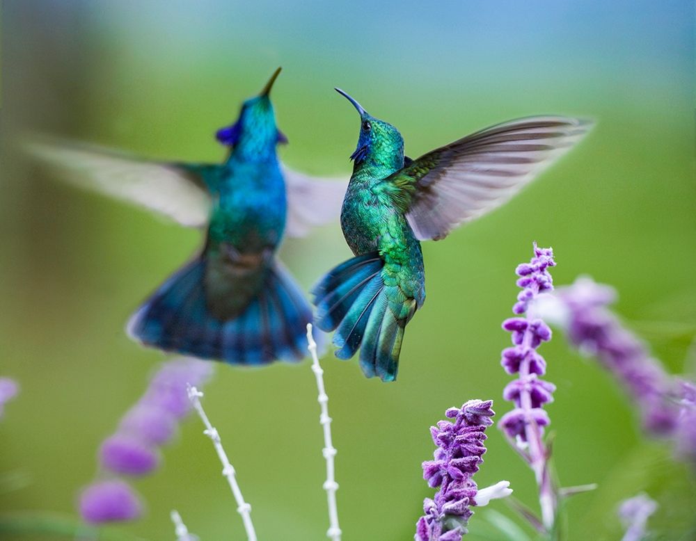 Green Violet T-Ear Hummingbird art print by Tim Fitzharris for $57.95 CAD