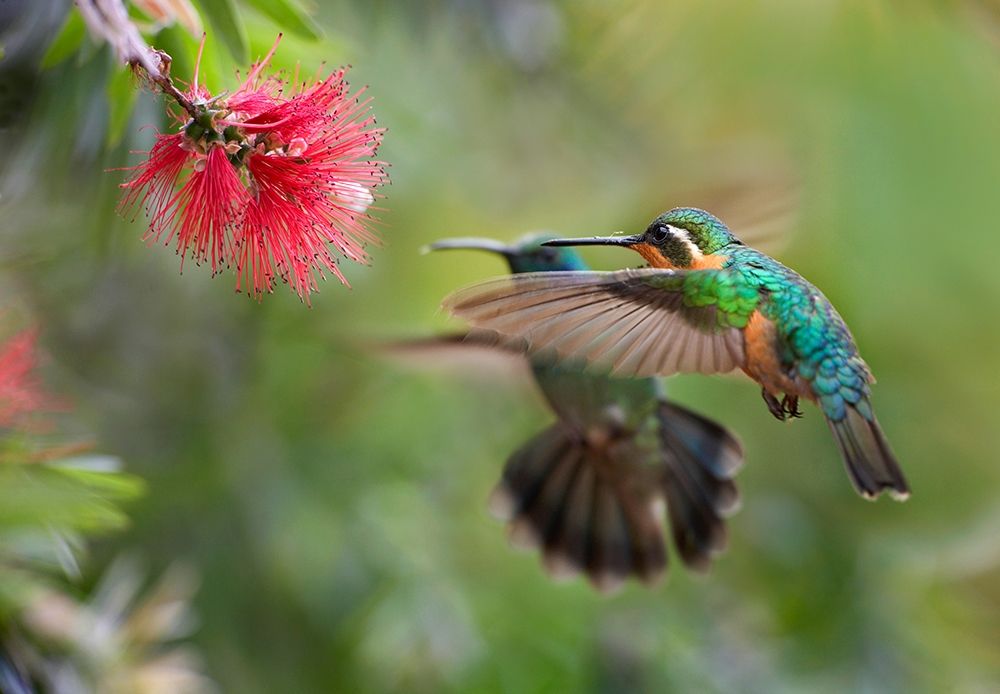 Gray Tailed Mountain Gem Female and Green Violet-Ear Hummingbird art print by Tim Fitzharris for $57.95 CAD