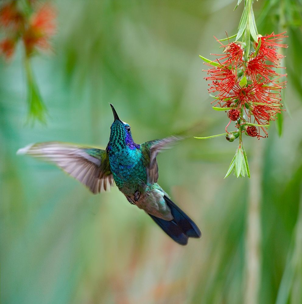 Green Violet T-Ear Hummingbird art print by Tim Fitzharris for $57.95 CAD