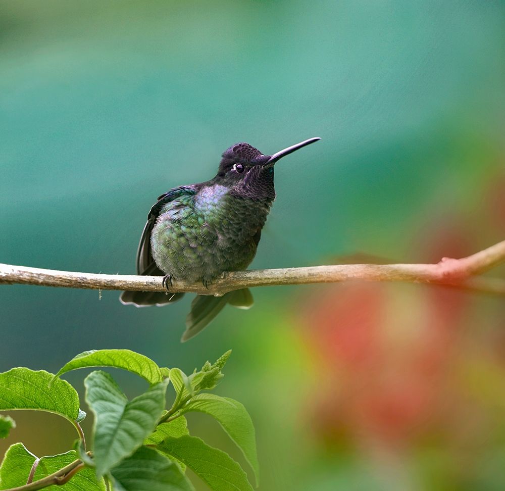 Magnificent Hummingbird art print by Tim Fitzharris for $57.95 CAD