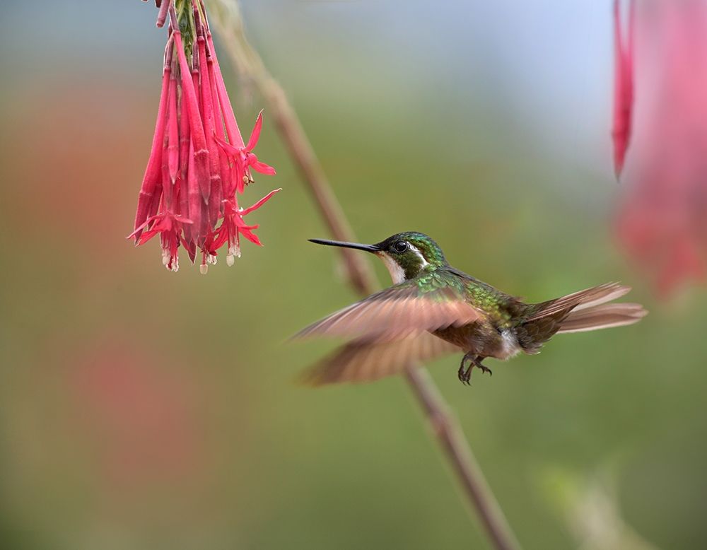 Gray Tailed Mountain Gem Hummingbird art print by Tim Fitzharris for $57.95 CAD