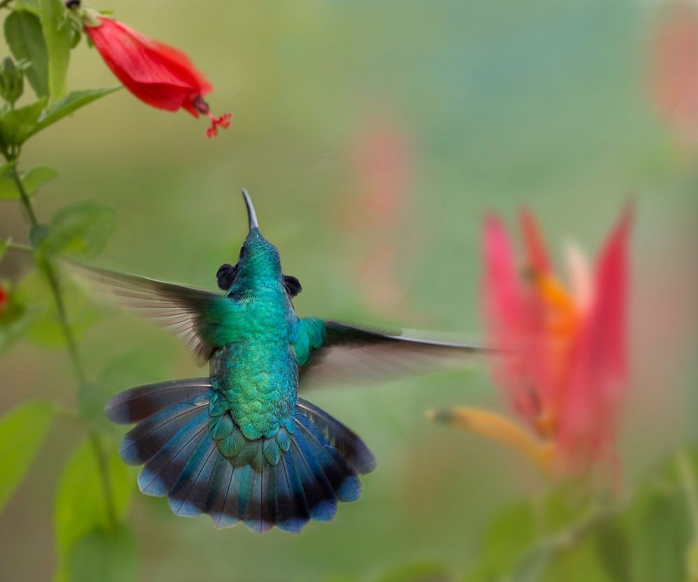 Green Violet-Ear Hummingbird art print by Tim Fitzharris for $57.95 CAD