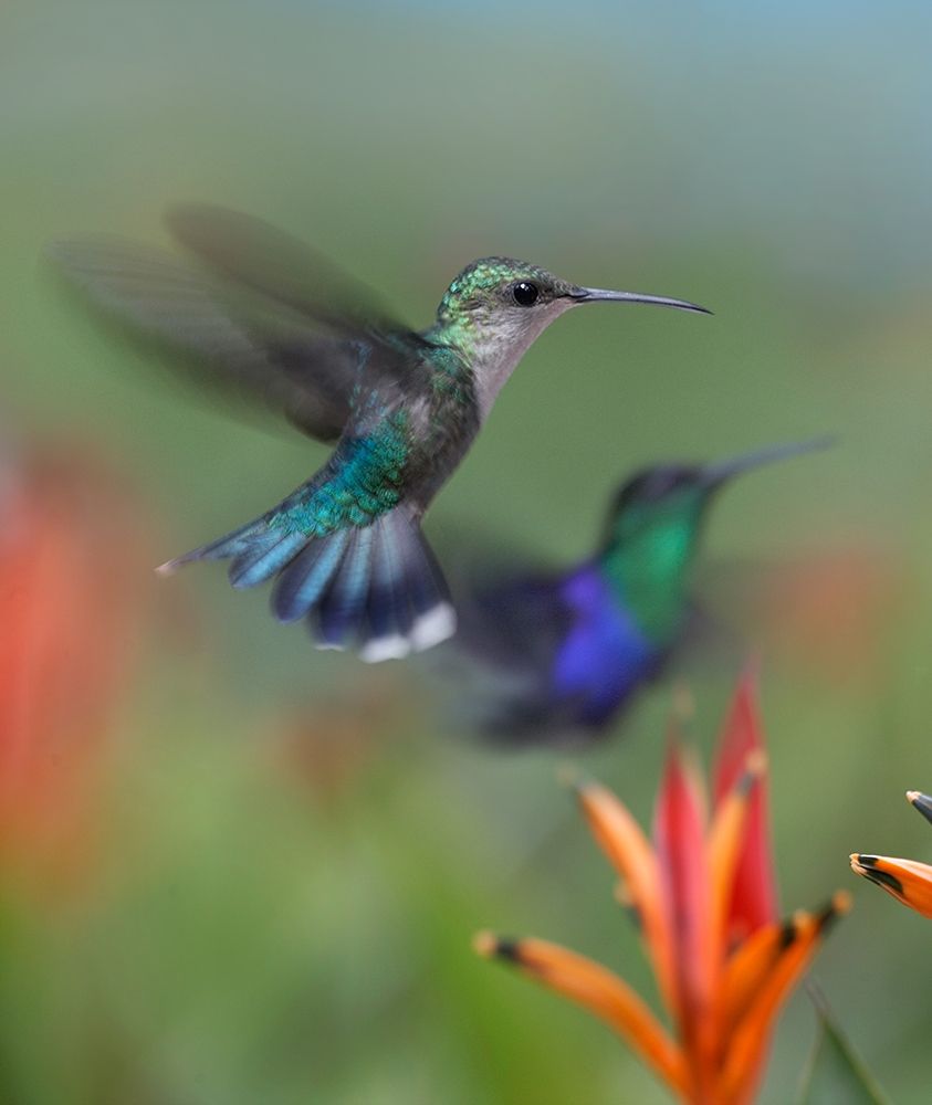 Crowned Wood Nymph Hummingbirds art print by Tim Fitzharris for $57.95 CAD