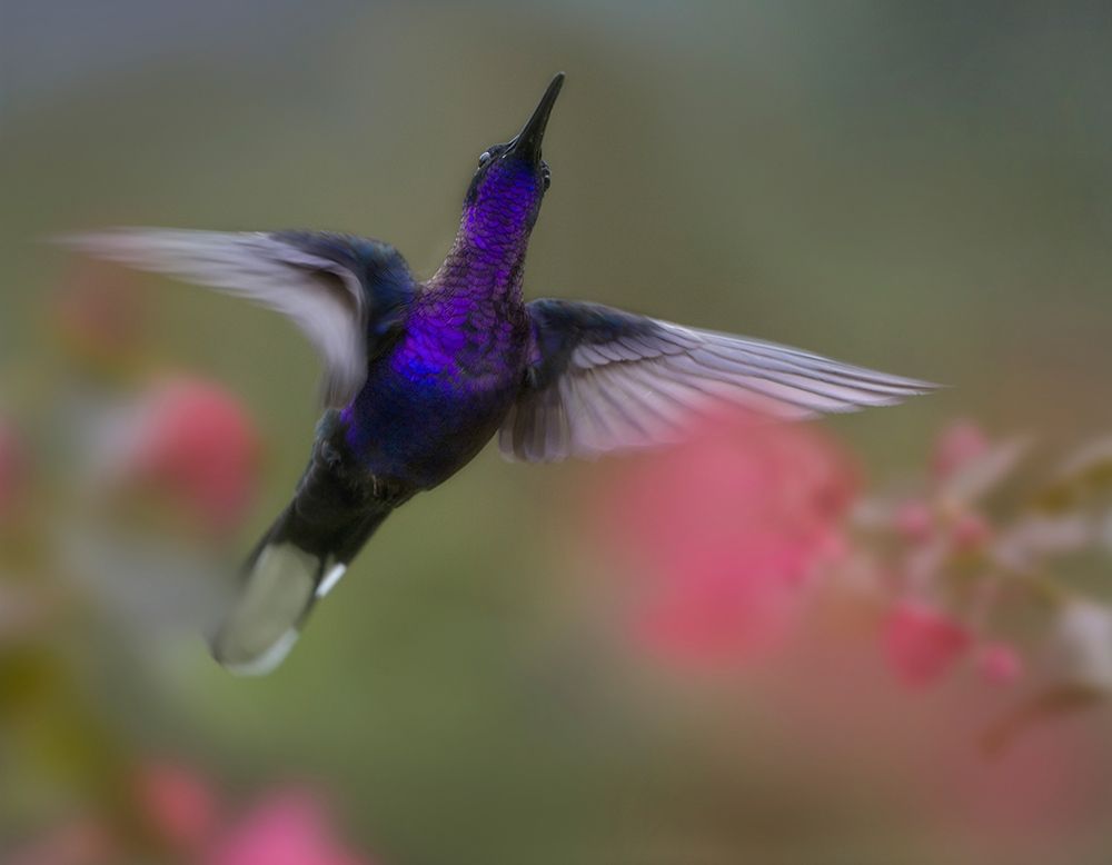 Violet Sabrewing Hummingbird art print by Tim Fitzharris for $57.95 CAD