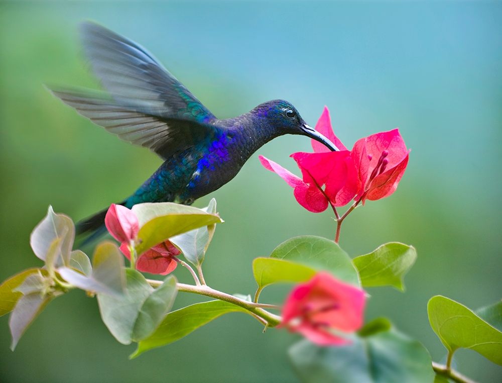 Violet Sabrewing Hummingbird art print by Tim Fitzharris for $57.95 CAD