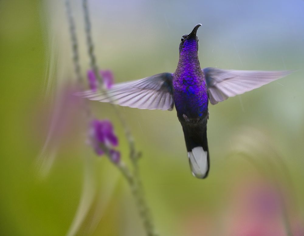 Violet Sabrewing Hummingbird art print by Tim Fitzharris for $57.95 CAD