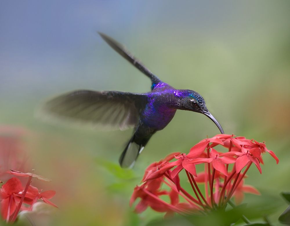 Violet Sabrewing Hummingbird art print by Tim Fitzharris for $57.95 CAD