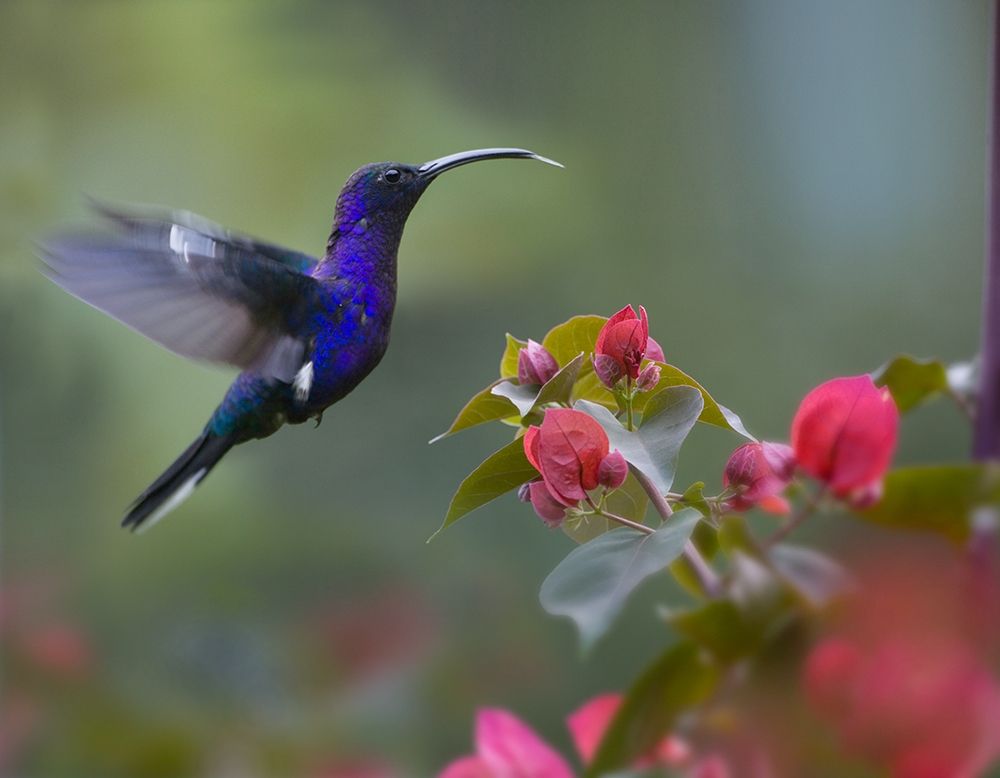 Violet Sabrewing Hummingbird art print by Tim Fitzharris for $57.95 CAD