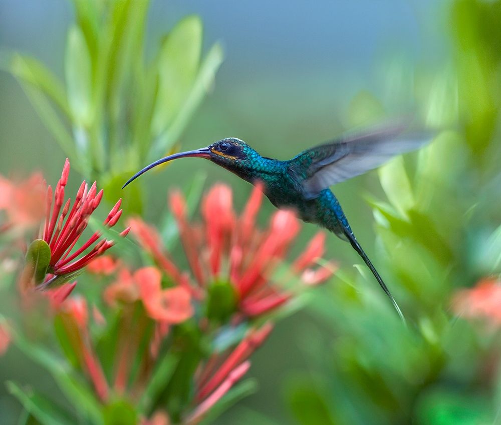Green Hermit Hummingbird art print by Tim Fitzharris for $57.95 CAD