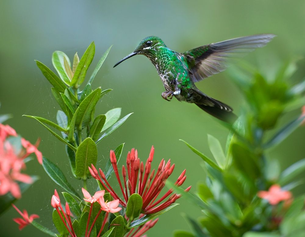 Green Crowned Brilliant Hummingbird art print by Tim Fitzharris for $57.95 CAD