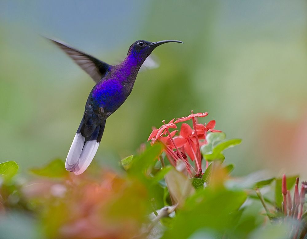 Violet Sabrewing Hummingbird art print by Tim Fitzharris for $57.95 CAD