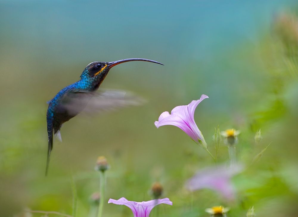 Green Hermit Hummingbird art print by Tim Fitzharris for $57.95 CAD