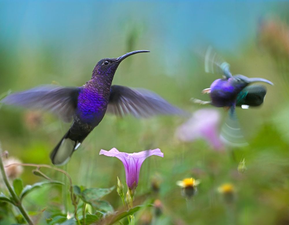 Violet Sabrewing Hummingbirds art print by Tim Fitzharris for $57.95 CAD