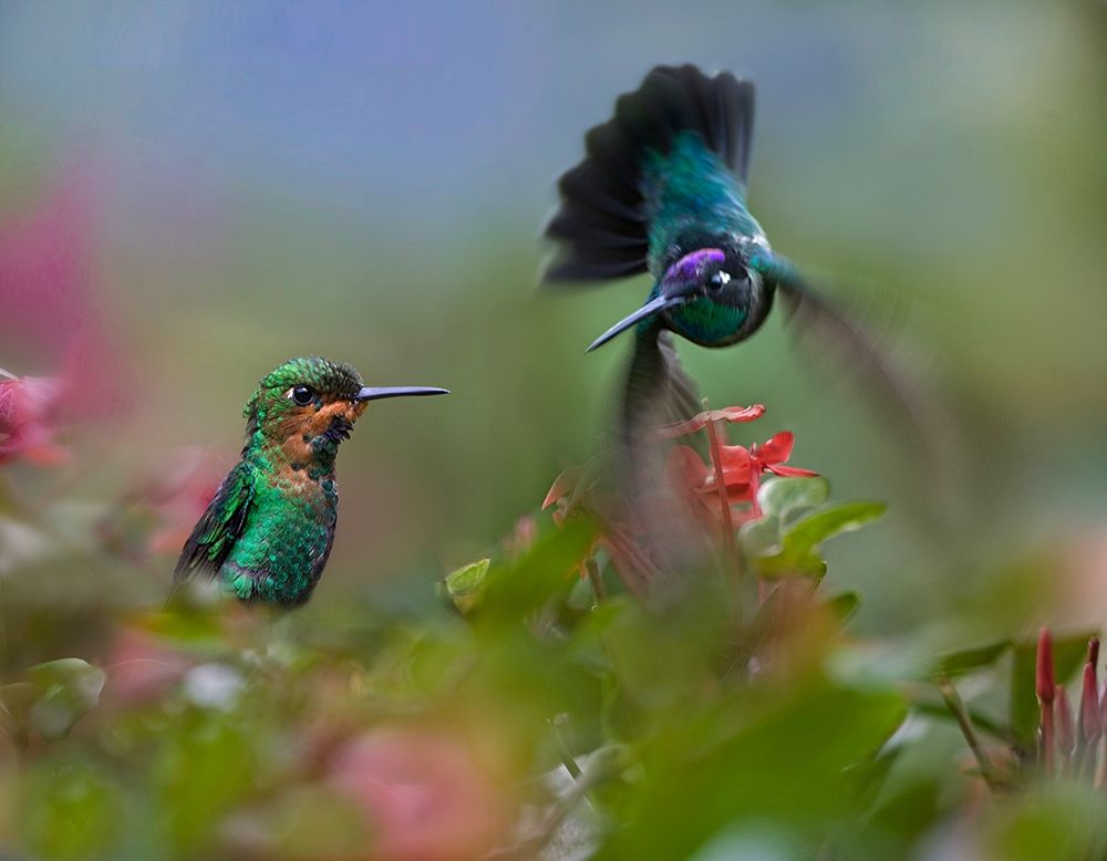 Green Crowned Brilliant and Magnificent art print by Tim Fitzharris for $57.95 CAD