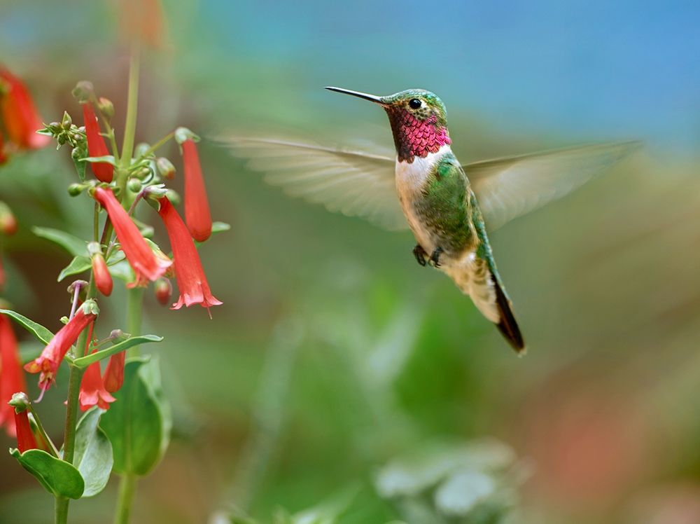 Broad Tailed Hummingbird at Scarlet Bugler Penstemon art print by Tim Fitzharris for $57.95 CAD