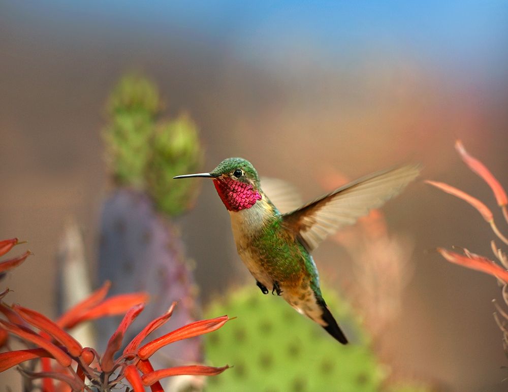 Broad Tailed Hummingbird art print by Tim Fitzharris for $57.95 CAD